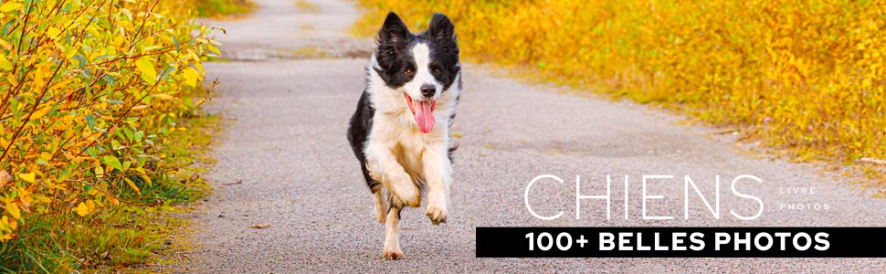 livre-100-plus-belles-photos-de-chiens-cover-970x300