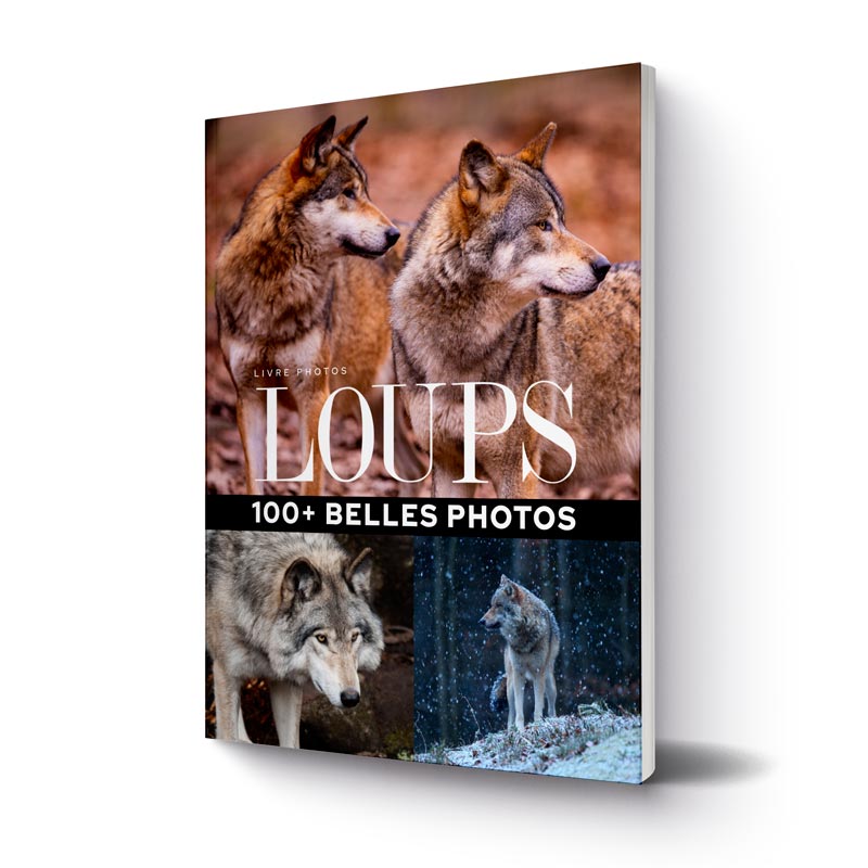 livre-100-plus-belles-photos-de-loups-2