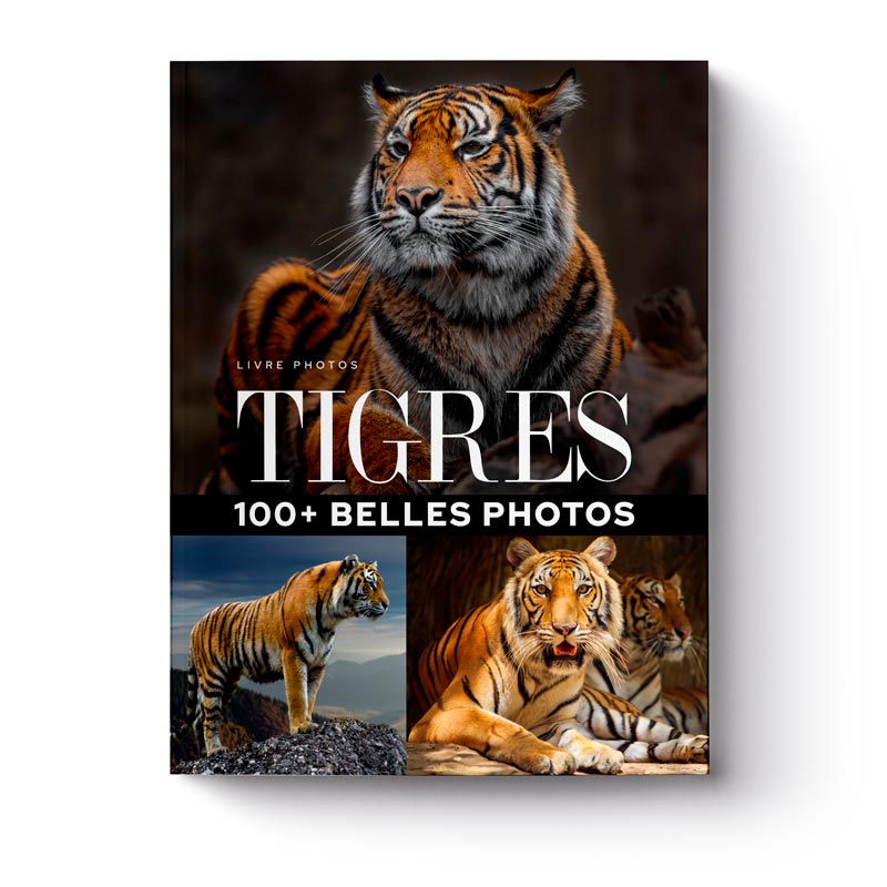 livre-100-plus-belles-photos-de-tigres-1