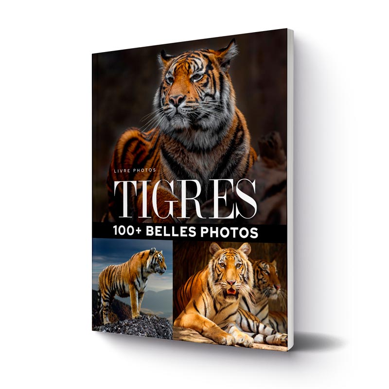 livre-100-plus-belles-photos-de-tigres-2
