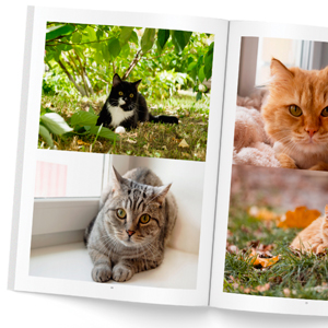 livre-photos-chats-02