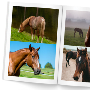 livre-photos-chevaux-02