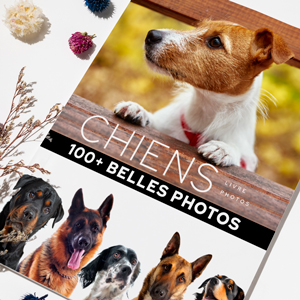 livre-photos-chiens-01