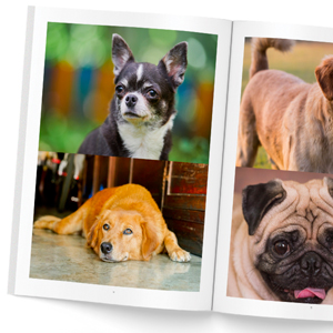 livre-photos-chiens-02