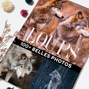 livre-photos-loups-01