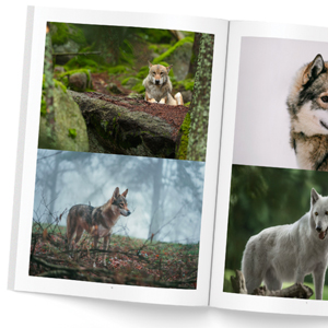 livre-photos-loups-02