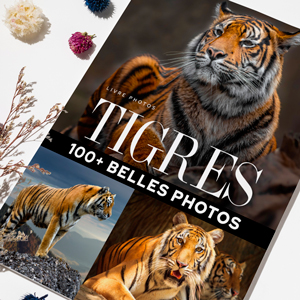 livre-photos-tigres-01