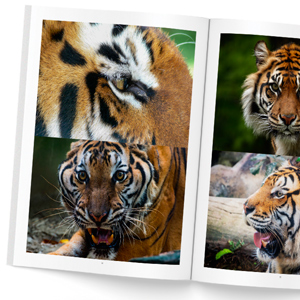 livre-photos-tigres-02