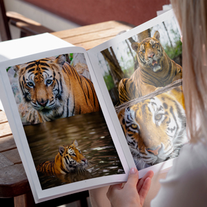 livre-photos-tigres-03